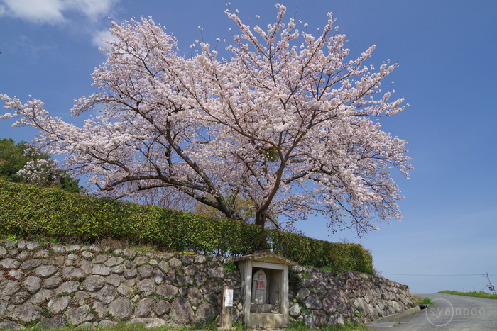 ペンタックス HD PENTAX-DA 40mmF2.8 Limited ／ 奈良 御所楢原の